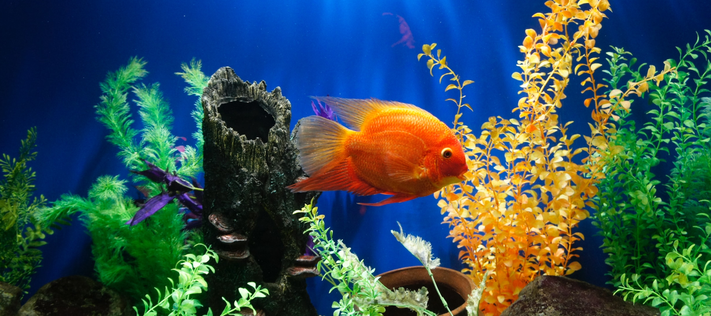 How To Start Building Your Aquarium Tank